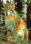 Pensive lioness