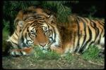 TIGER2.JPG
