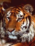 Photo of a lion