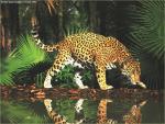 Leopard drinking water