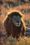 Beauty of a lion
