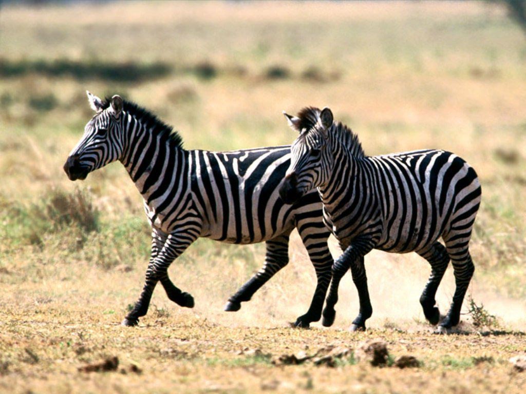 beautiful running of zebras