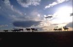 A picture on a desktop the solar sky and the shepherd with horses