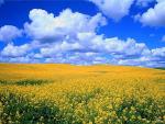 Landscape of a flower field and the Cloudy sky