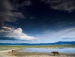 Picture with lions on shore of reservoir
