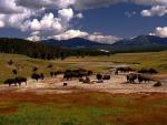 Flock in a mountain forest under clouds