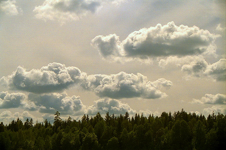 Clouds over the forest