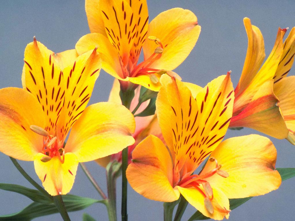photo with yellow lily