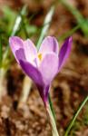 crocus.jpg