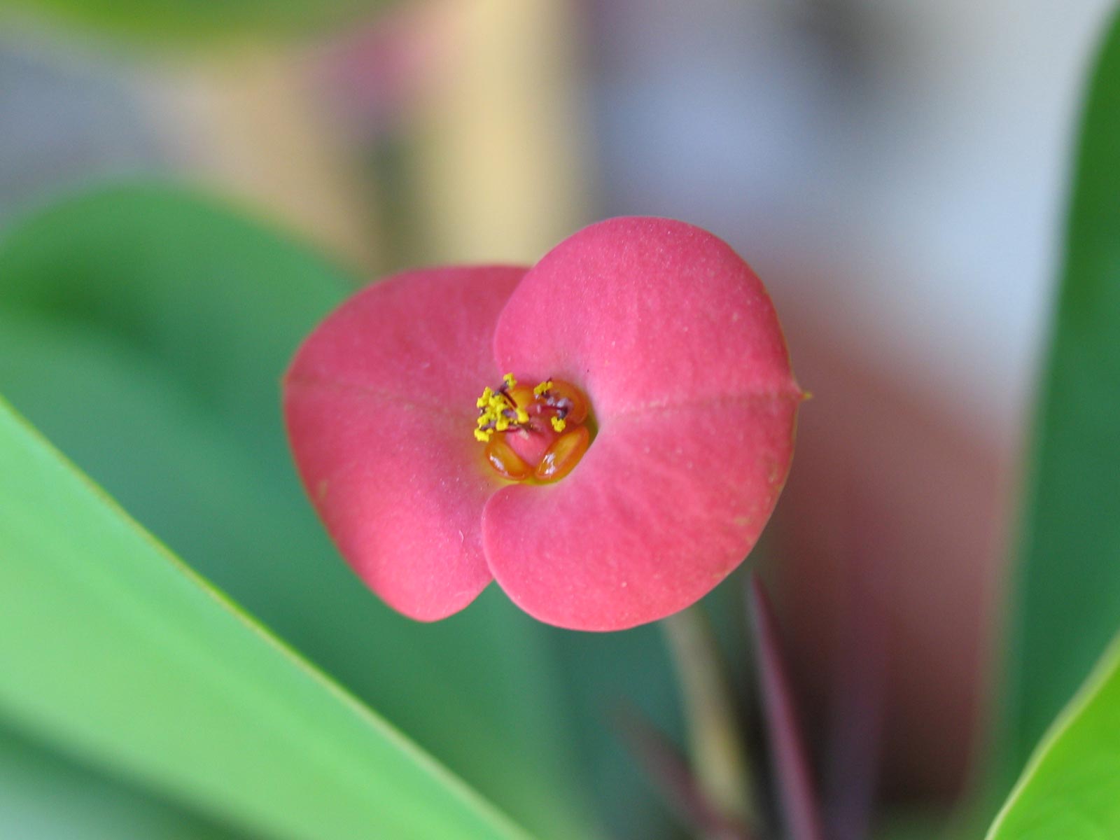Flower _14_.jpg