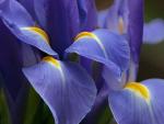 Flower _2_.jpg