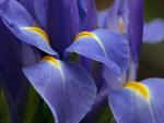 Flower _2_.jpg