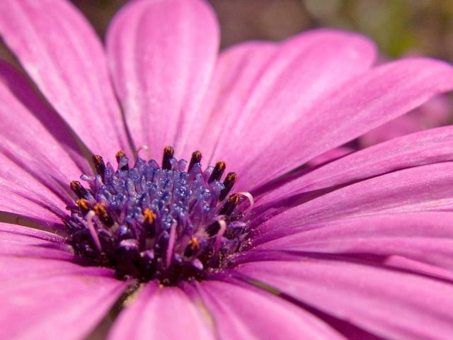 Flower _6_.jpg