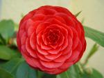 Flower _7_.jpg