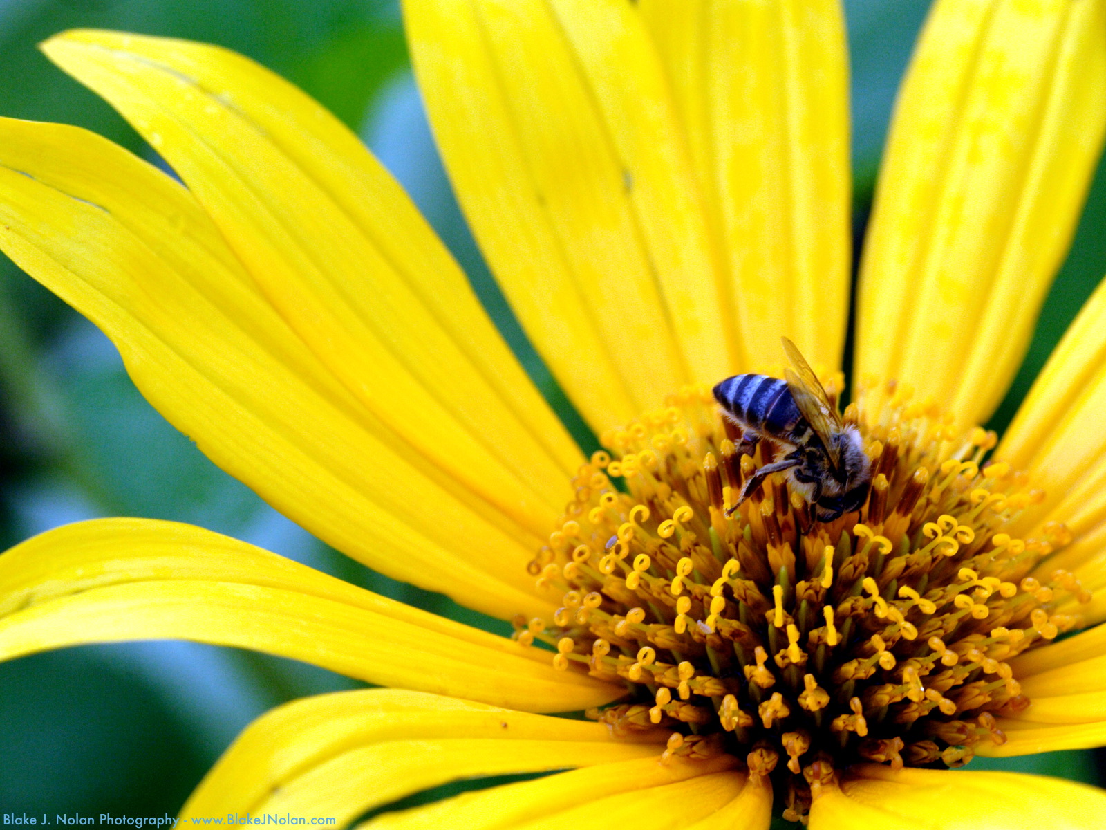Flower _8_.jpg