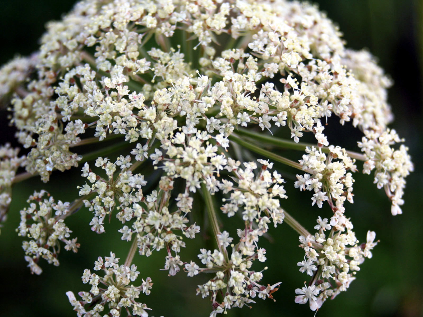 Flower _9_.jpg