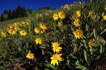 flower10_4_3.jpg