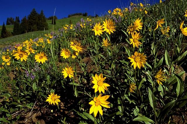 flower10_4_3.jpg