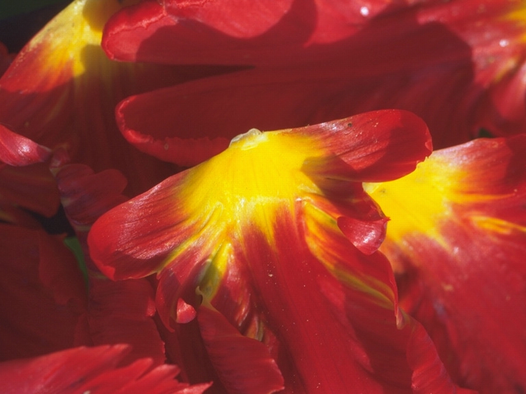 flower8_4_3.jpg
