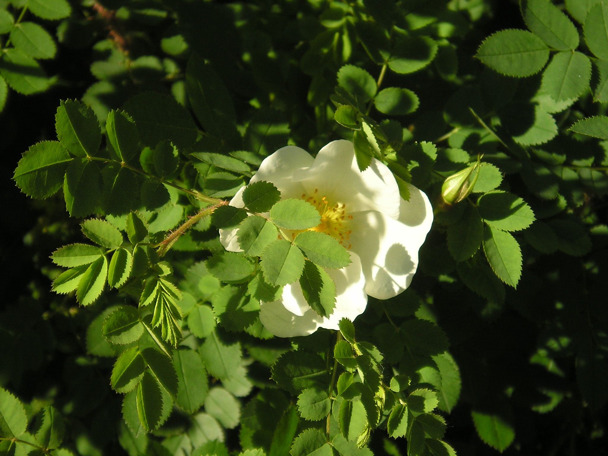 flowers 2.JPG