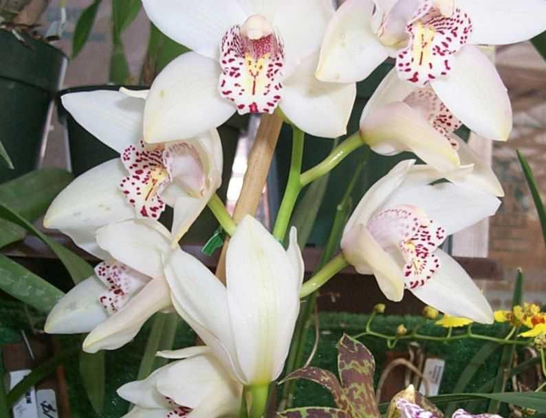 FLOWERS3.JPG