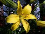 flowers_11.jpg