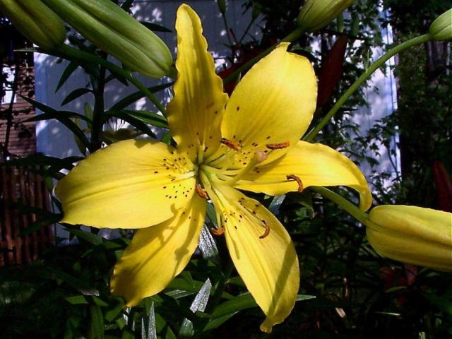 flowers_11.jpg