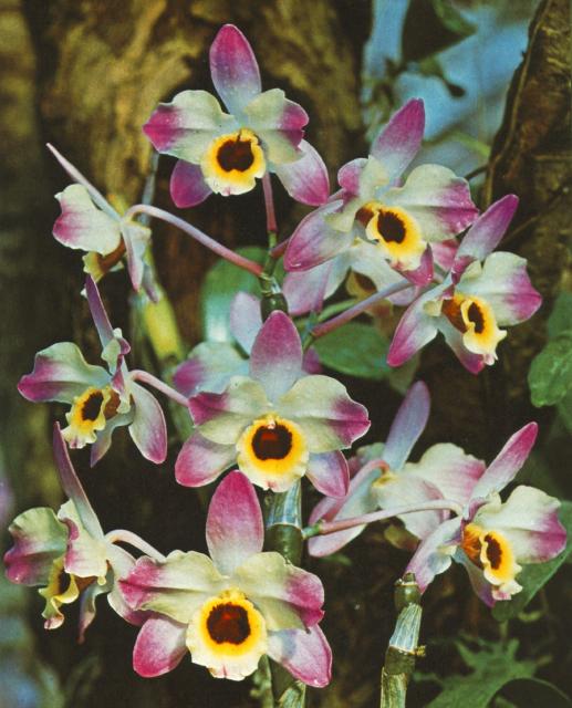 ORCHIDE5.JPG