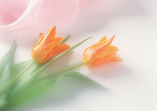 tender_flw_13.jpg