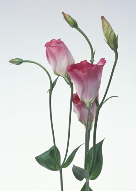 tender_flw_15.jpg