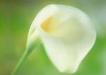 tender_flw_5.jpg