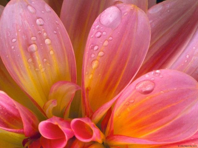 wet_dahlia.jpg