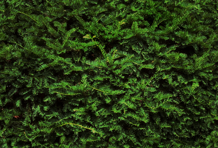 Photo of branches of a coniferous tree