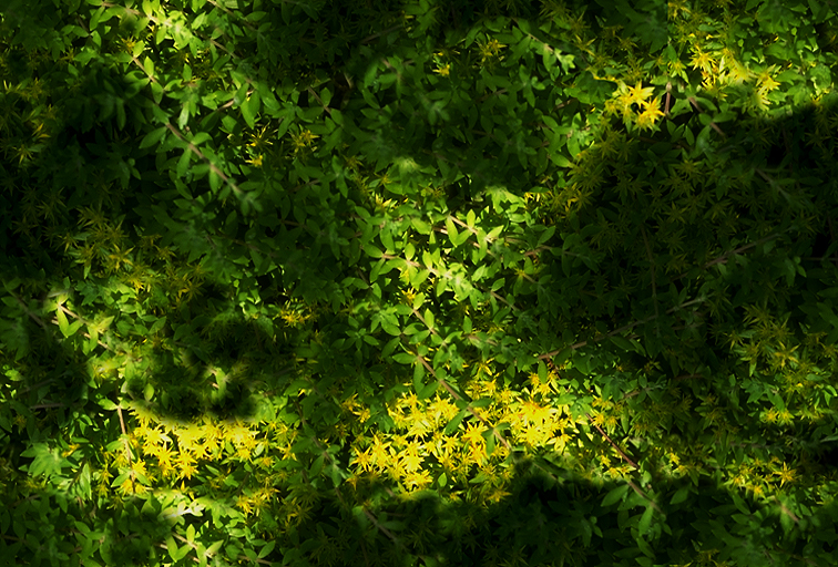 Picture with solar patches of light on a blossoming bush