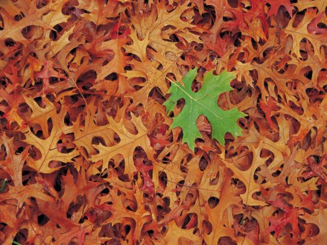 Picture with a green leaf on a background of dry leaves