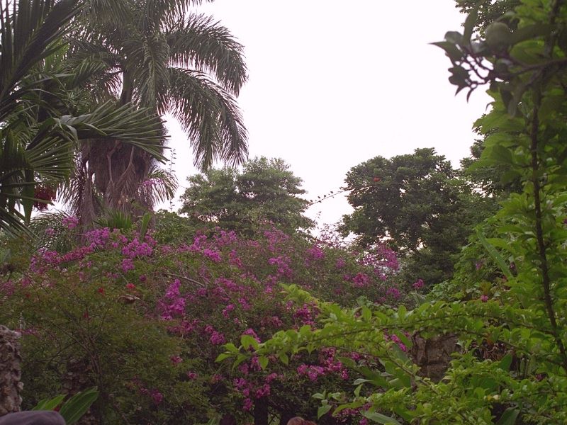 LILACS.JPG