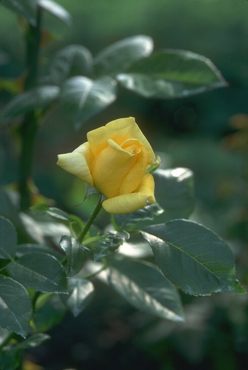 Photography of a stalk with a yellow rose