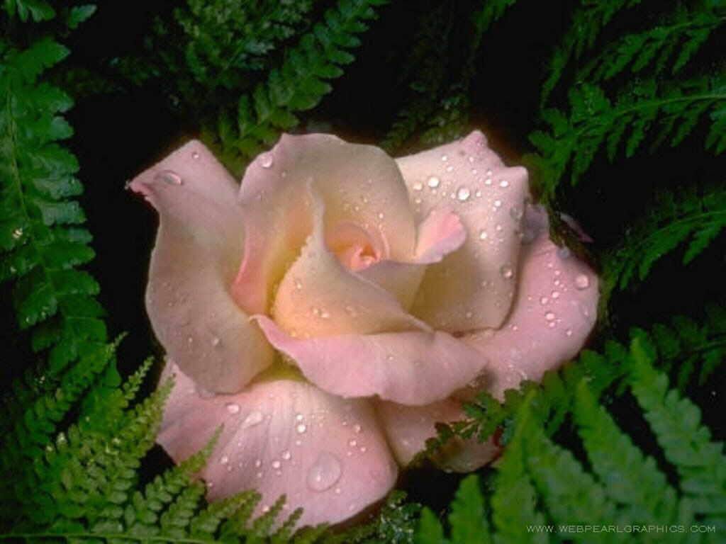 Picture with a pink bud and leaves