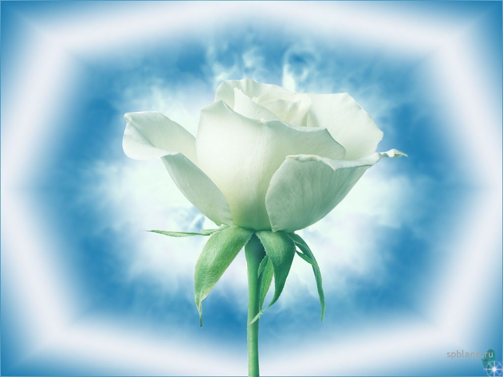Picture with a white rose on a blue background