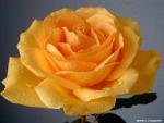 Photography of the orange revealed bud