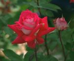 Фото алой махровой розы