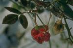 与冰粉红色芽图片