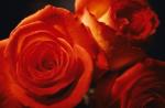 Picture of bright orange buds on a black background