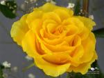 Photography of the bright yellow revealed bud