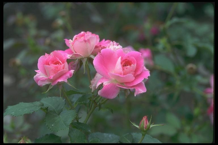 Photography of pink buds on a branch