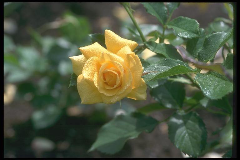 Photo of a yellow bud on a branch