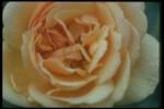 Picture with a bud of a tea rose