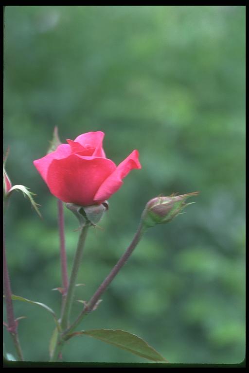 Picture of a pink bud on a bush