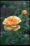 Photo of a stalk with a yellow rose