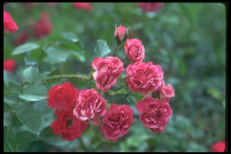 Picture of a bush of magnificent roses